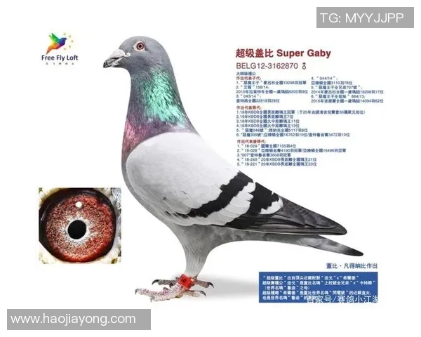 足球传奇迪亚哥的辉煌生涯与成就全解析